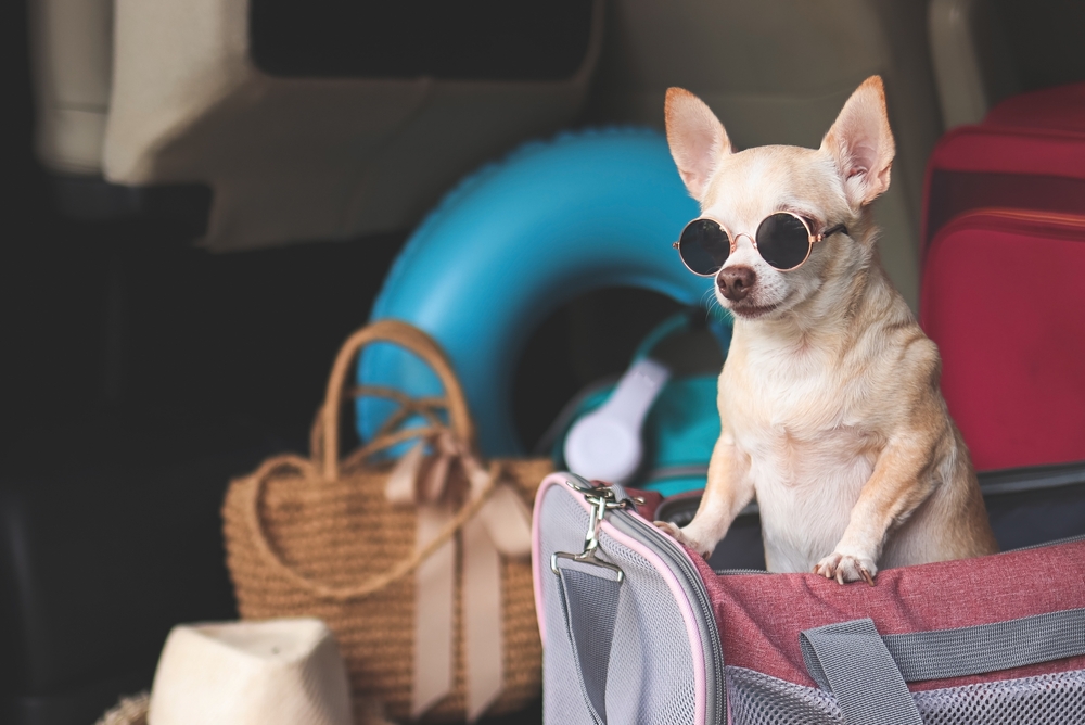 Pet-Friendly Vacation Rentals in Ocean City, NJ: Travel Without Leaving Anyone Behind